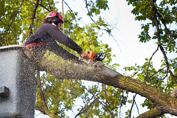 Professional Tree Services in Waldron, AR